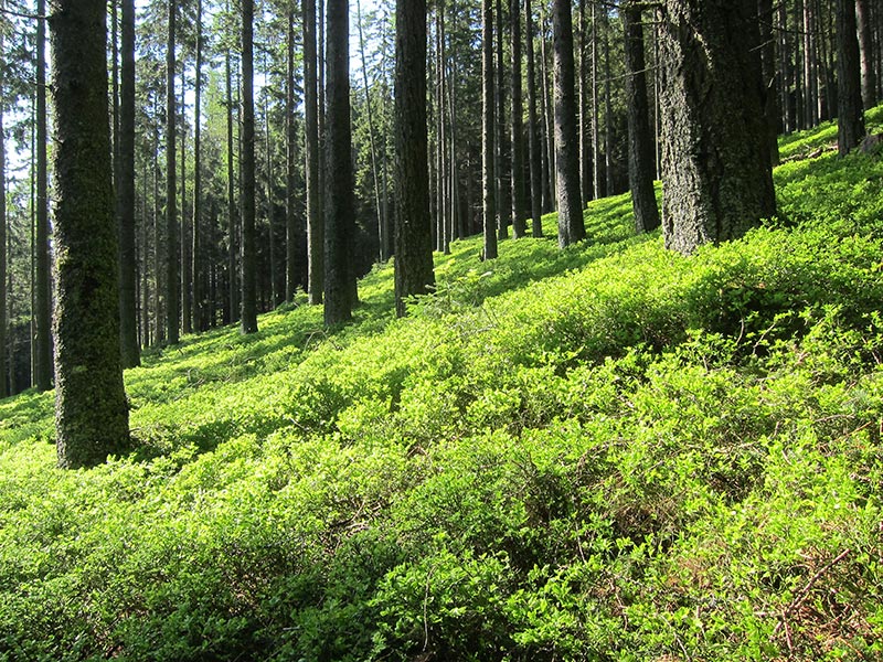 Rauschkogel